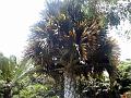21a - Jardin Tropical 048